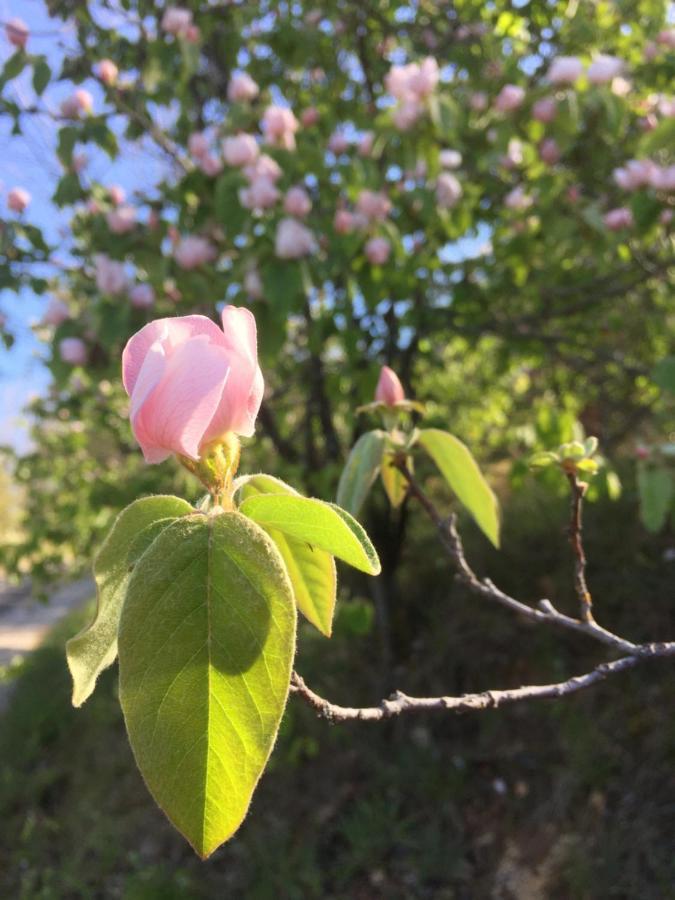 Gite La Cerise Qui Rit La Cresse Ngoại thất bức ảnh